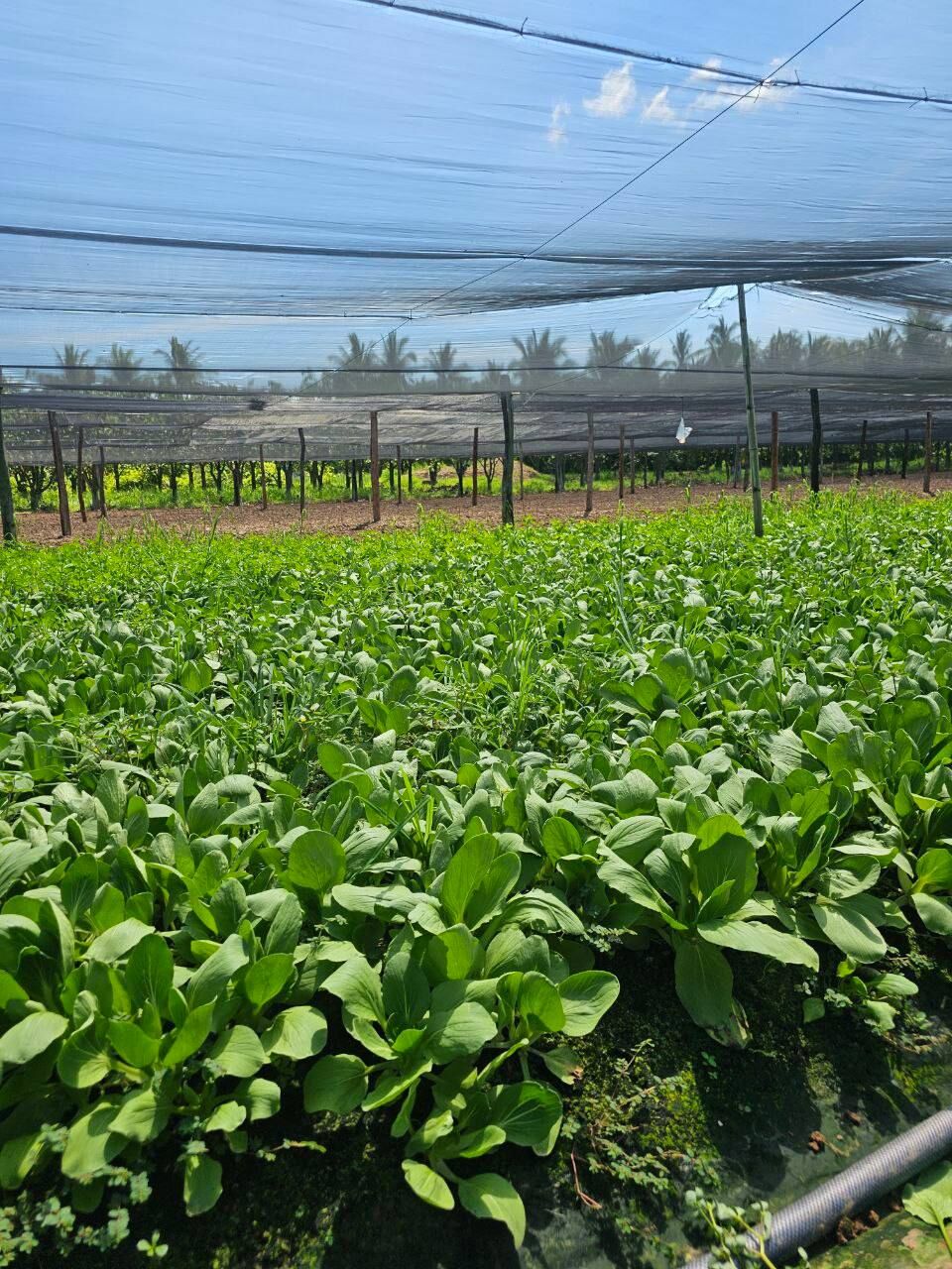 Chomkar team with a farmer over bok choy beds, Kang Meas, Kampong Cham